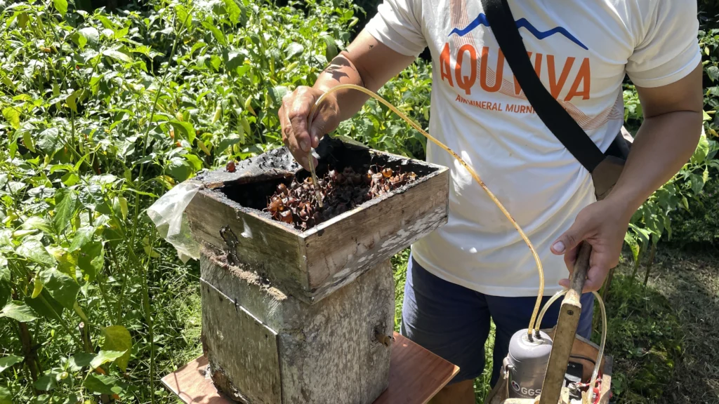 The process of harvesting stingless-bee honey