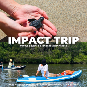Turtle Release & Mangrove Kayaking + Baby Turtle
