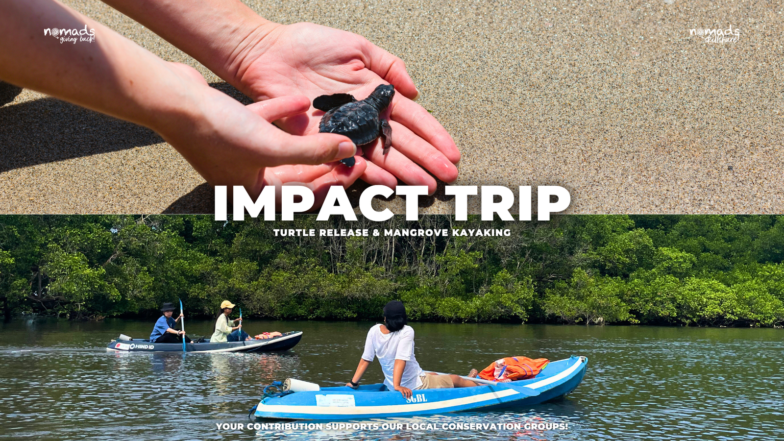 Turtle Release & Mangrove Kayaking + Baby Turtle