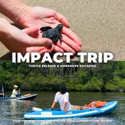 Turtle Release Mangrove Kayaking optimized